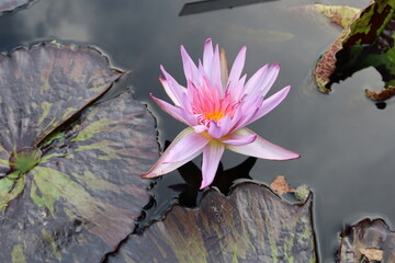 Vibrant Water Flower