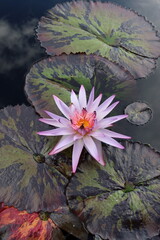 Blush of the Water Lily
