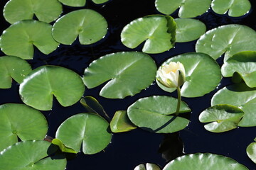 A Lone Flower in the Lily Pads