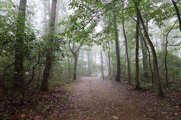 Enchanted Forest Mist