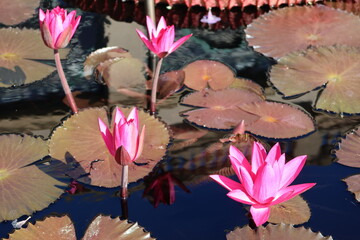 Blossoming Serenity on the Water