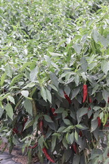 식물, 야채, 가지, 성장, 차, 나무, 고추, 고추밭, 밭, 농촌, 대한민국, 빨간색, 빨간고추, 풀, 농사, 대한민국, 농촌체험, 자유, 관광, 여행, 일상, 농부, 