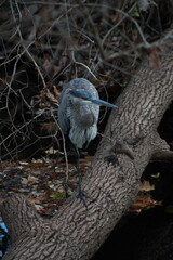 bird on a tree © Kellan