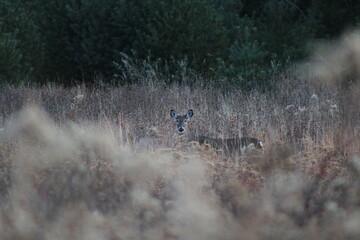 white tail deer in a meadow