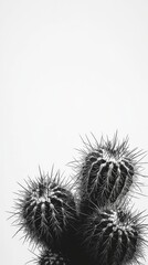 Obraz premium Showcase a striking real picture of a cactus set against a clean white background, emphasizing its unique shapes and textures while creating a minimalist aesthetic that highlights its natural beauty. 