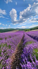 Obraz premium A vibrant lavender field stretches into the distance under a blue sky with fluffy clouds, This picturesque landscape is perfect for wellness, nature-themed projects, travel promotions