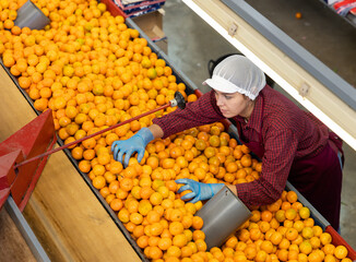Diligent positive cheerful woman worker of fruit warehouse sorts fresh ripe mandarins on a conveyor...