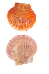 Obraz premium Scallops isolated on a white background