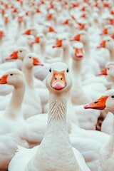 Obraz premium Flock of white geese gathering closely