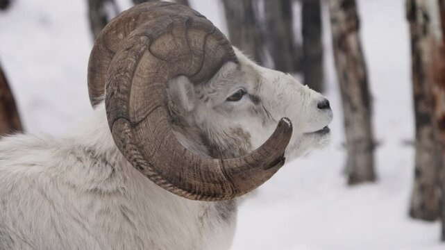 Massive Curled Horns Of A Dall Ram Sheep In Snow At Yukon Territory, Canada. Close-up Shot