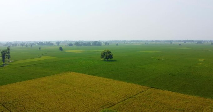 Drone shot capturing the blend of yellow and green fields in Nepal&rsquo;s Terai region, with a single tree amidst the farmland, showcasing the richness of agriculture and agro-tourism