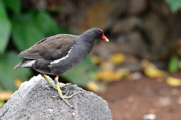 Obraz premium GALLINETA