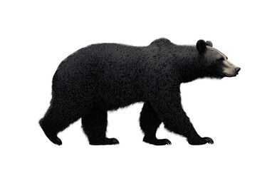 Obraz premium Realistic black bear walking on neutral background