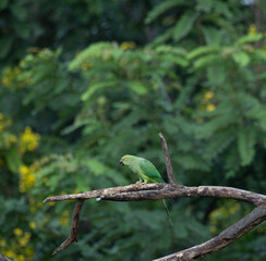 The beautiful parakeet perched on a branch against a backdrop of lush greenery. The birds vibrant...
