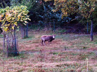 Lone Sheep In Fenced Field On Small Farm