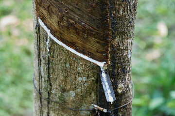 Milky latex extracted from rubber tree trunk