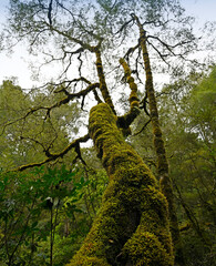 Fototapeta premium Moss on Trees over the stream in the Rahu Saddle, West Coast, New Zealand