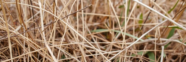 dried grasses and twigs in a natural setting, overgrown vegetation, woodland