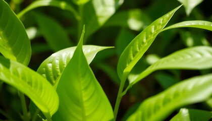 Obraz premium tea garden in the morning with cool weather