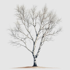 Obraz premium A solitary winter birch tree with bare branches displayed against a minimalist background, showcasing intricate bark patterns and natural beauty in a serene setting.