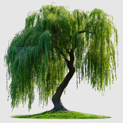 Graceful Weeping Willow Tree with Lush Green Foliage Isolated on White Background Showcasing Natural Beauty and Tranquility for Artistic and Educational Use