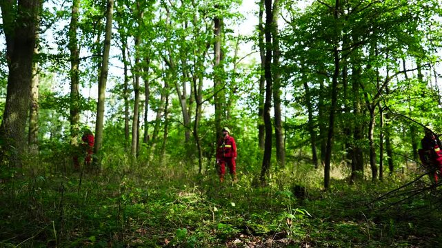 Missing person search and rescue team check forest for evidence, Czechia