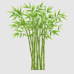 Fototapeta premium Lush Green Bamboo Plant Isolated Against a Plain Background Symbolizing Strength, Flexibility, and Tranquility in Nature with Elegant Foliage and Sturdy Stems