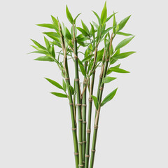 Lush Green Bamboo Stalks Displaying Natural Beauty and Freshness in a Minimalist Arrangement for Home Decor and Landscaping Projects