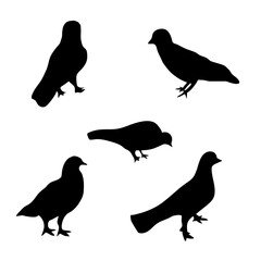 Fototapeta premium set of bird with different pose