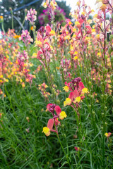 Field of Linaria Blooms in Warm Hues