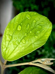 The Beauty of Purple Flowers in Nature