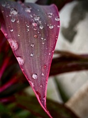 The Beauty of Purple Flowers in Nature