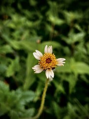 The Beauty of Purple Flowers in Nature