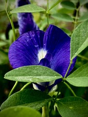 The Beauty of Purple Flowers in Nature