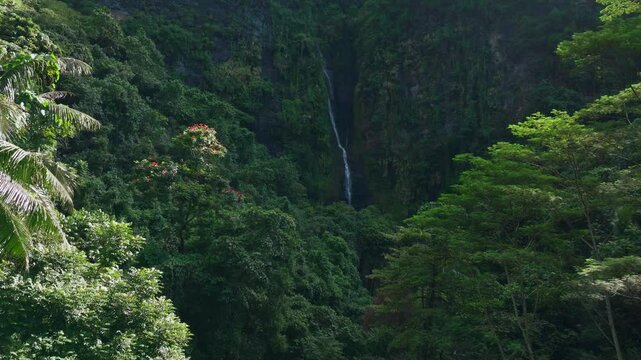 Faarumai Valley Waterfall Falls Tahiti Island French Polynesia aerial drone Vaimahuta Tiarei Hitiaa watershed picturesque river cascade forest jungle sunny red flowers mape palm trees forward