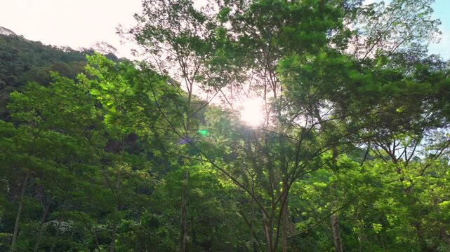 Jungle Mape Trees Faarumai Valley Waterfall Falls Tahiti Island French Polynesia aerial drone Vaimahuta Tiarei Hitiaa watershed picturesque river cascade forest jungle sun flare blue clear sky circle