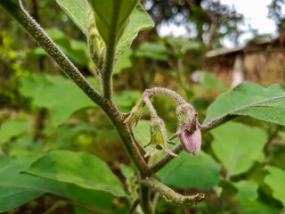 Eggplant flowers ( Aubergine ) in Indian vegitable agriculture farm 