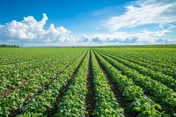 Peanut farm , Generative AI