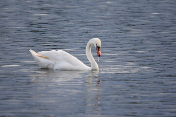Obraz premium Schwäne