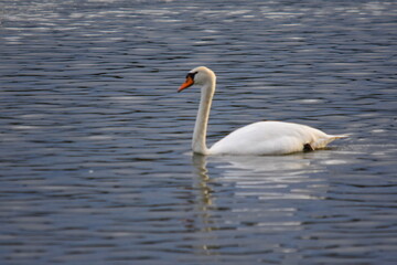 Obraz premium Schwäne