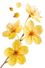 Yellow Mai Flower PNG with Transparent Background &ndash; Isolated Hoa Mai for Lunar New Year and Decoration
