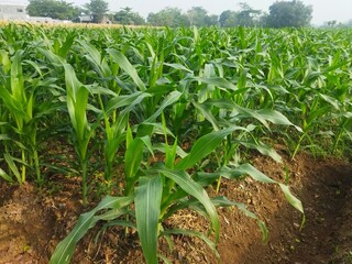 Obraz premium corn field in the morning.low angle view 