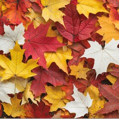 Obraz premium A vibrant collection of autumn leaves in various colors and shapes.
