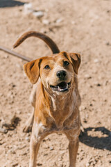 happy stray dog