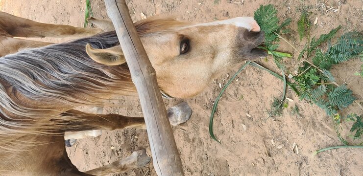 Horse eating fern, Marwari Horse
