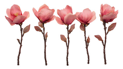 Five delicate pink magnolia blossoms on slender stems against a transparent background. The image's muted tones and simplicity create an elegant and serene atmosphere.