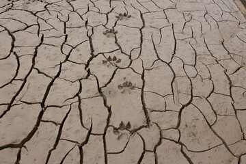 Dry land and cracked ground background in a summer day