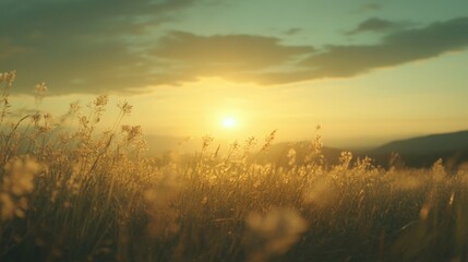 Obraz premium Golden Grass Field at Sunset with Sun Shining through Clouds