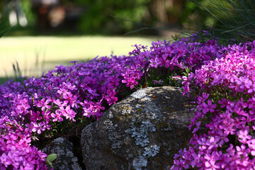 Over large stones the phlox subulata grows and blossoms in dark pink flowers.