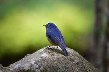 A male Snowy-browed Flycatcher bird is looking for food for her chicks enjoying the cool morning atmosphere in the mountains.
